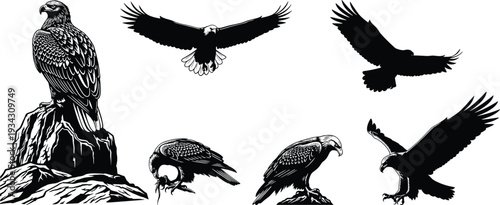 Eagle silhouette collection illustration, black and white majestic bird of prey set showing flying, perched and hunting poses