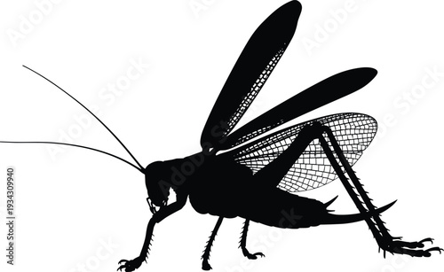 Grasshopper insect silhouette illustration, black and white detailed winged bug isolated on background for entomology and nature design