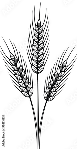 Detailed wheat stalk line art vector illustration by flavector featuring three ripe grain ears and stems isolated on white background.