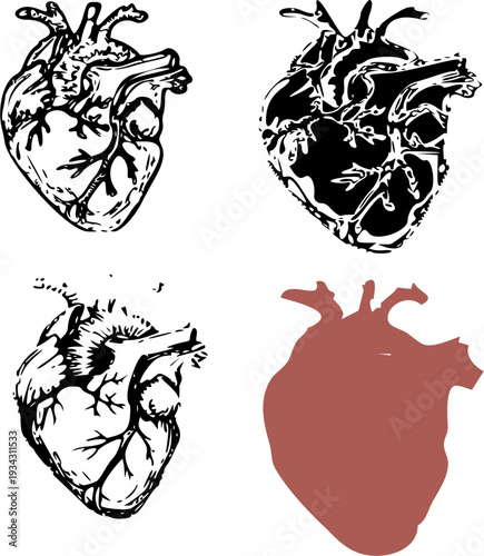 Detailed Anatomical Human Heart Vector Illustration - Medical Education Graphic