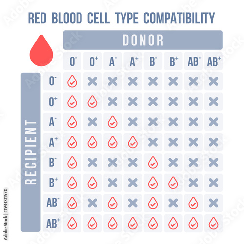 Blood donor and recipient compatibility chart for transfusion. Blood donation guide with compatible blood types in a table.