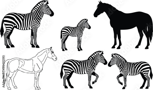 Black and white vector art side view zebras and horses in multiple poses including foal silhouette outline anatomical sketch close up profile walking standing grazing facing