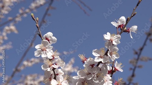 white peach blossoms (Prunus persica) blooming in springtime. Soft focus floral background with sky copy space and windy with white peach tree flowers in full bloom during spring season   