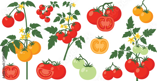 Set of tomato vector illustrations featuring red and yellow varieties on vines with flowers and leaves for gardening and healthy cooking