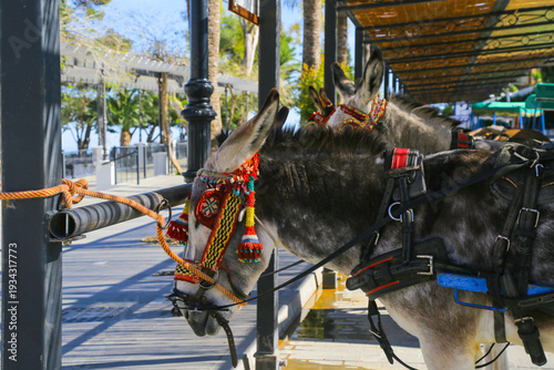 Decoratively harnessed donkeys waiting for tourists in a sunny locale
