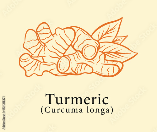 Turmeric Root Engraving Illustration with Curcuma Longa Botanical Vintage Hand Drawn Herbal Medicinal Plant Design