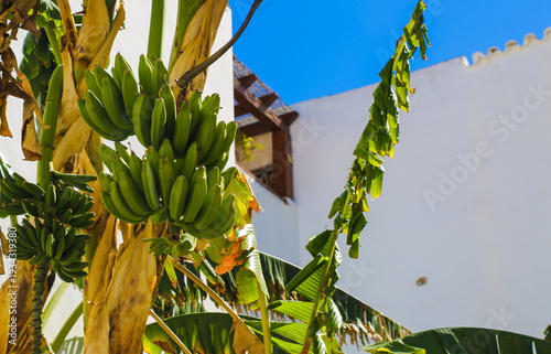 Green unripe bananas growing on a tree against a bright blue sky and white building