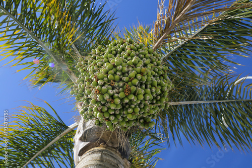 Close-up view of a cluster of unripe green palm fruits hanging from a tropical palm tree