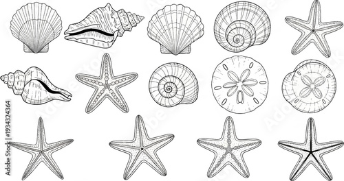 A collection of marine life illustrations on a white background