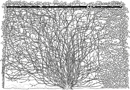 A dense, tangled network of leafless branches forms a bush against a white background