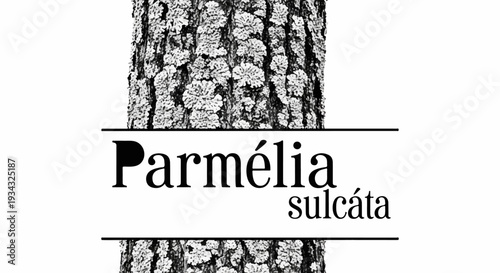Close-up of textured tree bark with a white band containing two lines of text