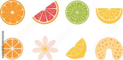 Flat minimalist citrus fruit set, orange lemon lime grapefruit slices with vanilla flower vector illustration collection