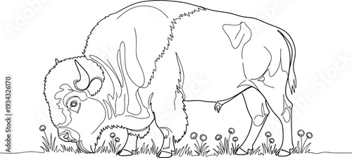 Bison grazing in grass with flowers bull animal mammal