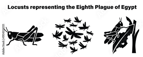 Biblical locusts swarm in devastating plague of insects