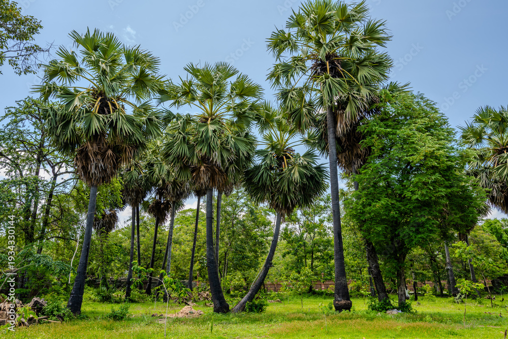 Obraz premium Sugar palm trees in a green rural landscape of Cambodia
