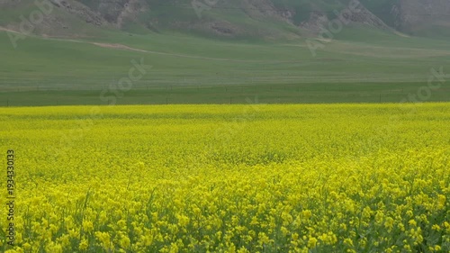 Beautiful yellow canola flower field waving in the wind under a clear blue sky. Scenic agricultural landscape of rapeseed plantation in springtime