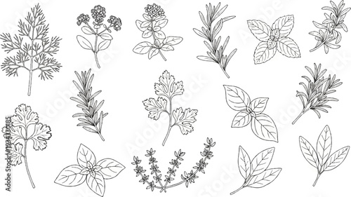 A collection of delicate line art drawings of various culinary herbs on a white background