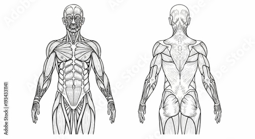 Detailed anatomical illustration of human musculature, front and back views