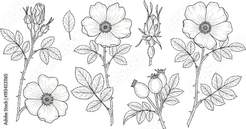 Delicate line drawing of wild rose branches, buds, flowers, and hips