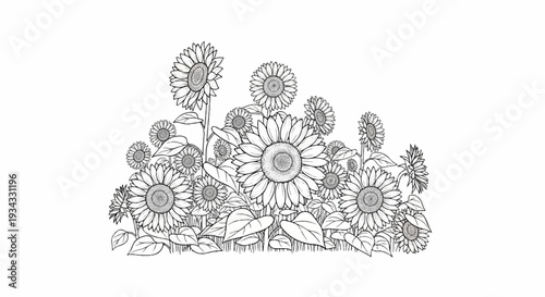 Detailed black and white illustration of a dense cluster of sunflowers and foliage