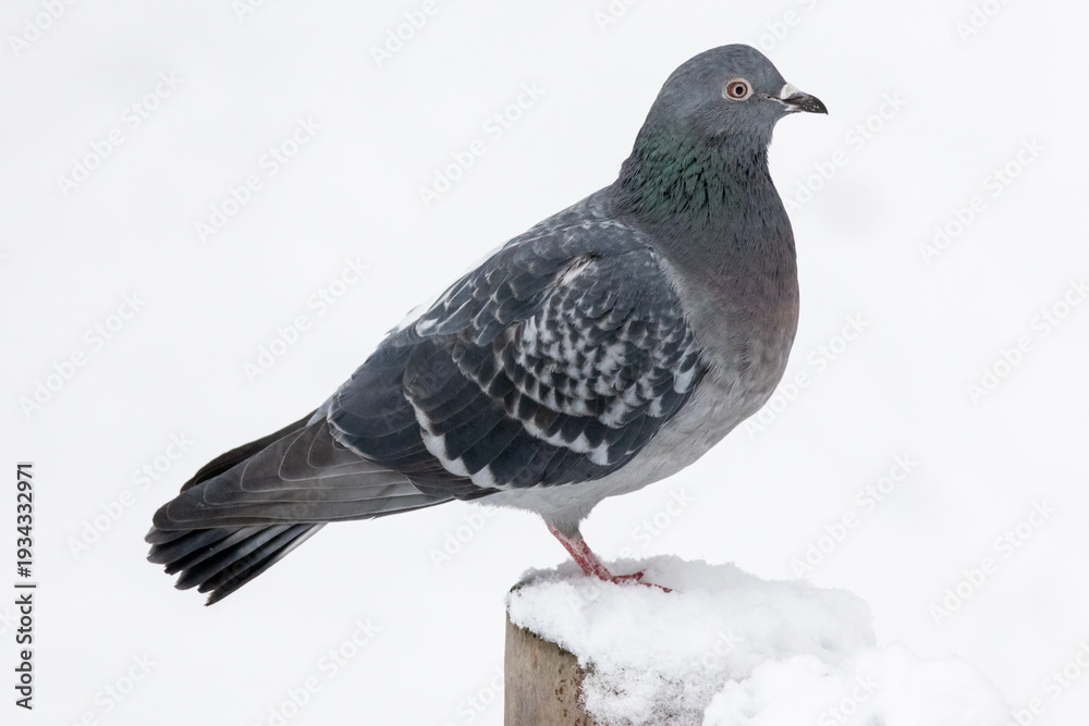 Fototapeta premium Gray pigeon stands quietly on a snow topped post against a pale winter sky. Its layered feathers and steady eye suggest resilience as the frozen day softens the world into gentle minimal shapes