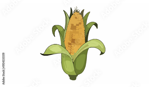 Ripe Corn Cob with Green Husks and Golden Kernels Farm Fresh Vector Illustration