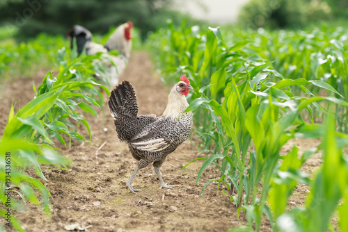 A Free ranging Egyptian Fayoumis chicken  in a corn field. 