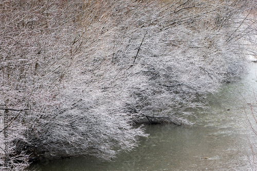 Fotografija Along a gentle bend bright winter branches sweep across the river in graceful waves