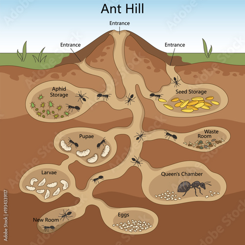 Educational cross section diagram of an ant hill showing tunnels, queen chamber, larvae, pupae, seed storage and waste room underground hand drawn schematic vector. Science educational illustration