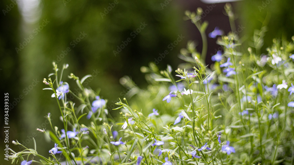 Fototapeta premium Delicate summer garden flowers of Iberia, blurred background. Natural color background.