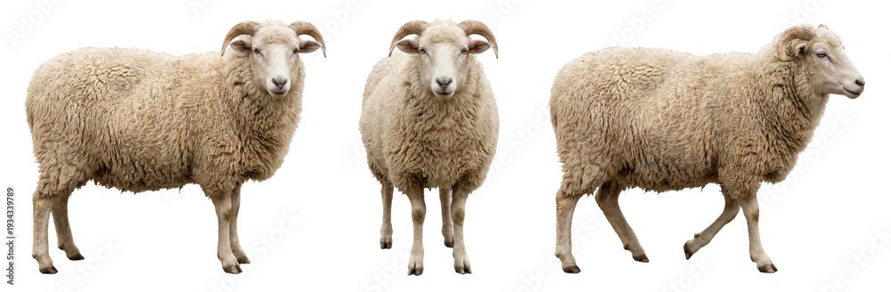 Obraz premium Sheep isolated on transparent background
