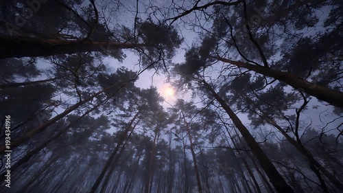 Wallpaper Mural Atmospheric forest scene looking up at tall trees with glowing sun through morning mist. Torontodigital.ca