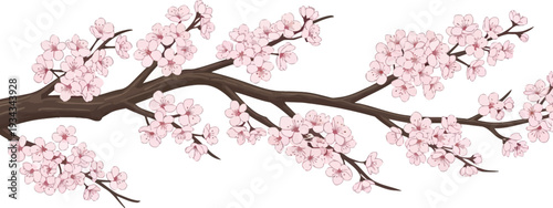 A beautiful cherry blossom branch with pink flowers on a white background