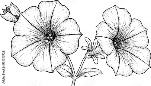 A beautiful black and white illustration of petunias in full bloom