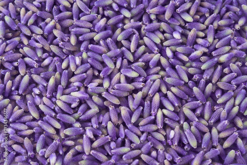 Lavender flowers closeup background or backdrop