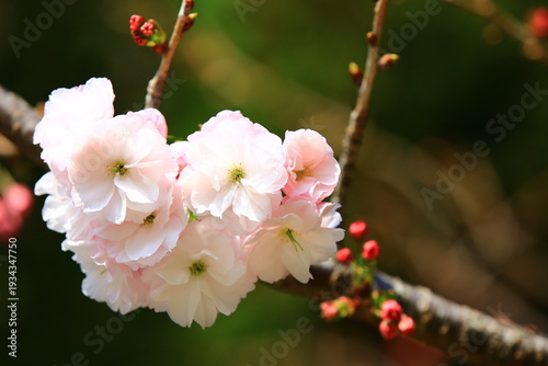 Cherry Blossoms blooming on the branches with soft background 
