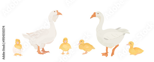 Cute cartoon farm birds collection. Vector hand drawn illustrations of Goose family. Geese and little gosling isolated on white background. Set of poultry icon clip art. 