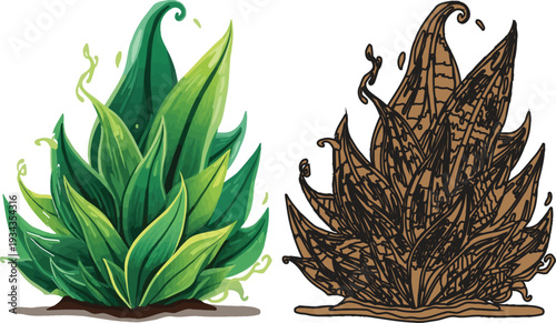 Contrasting plant illustrations healthy and withered states