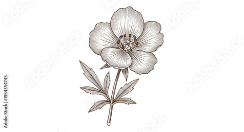 Hand drawn illustration of a single cloudberry flower with leaves.