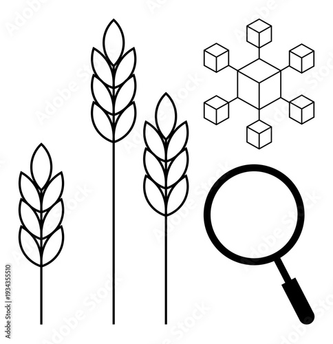 Agriculture and blockchain concept. Blockchain links and magnifying glass beside wheat stalks agriculture, data management, and precision farming. For food supply, analytics, sustainability