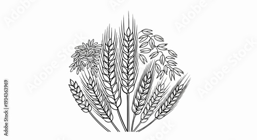 Line art illustration of wheat and oat stalks, varying in size and arrangement