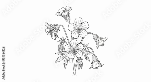 Delicate black and white botanical illustration of flowering plants with leaves and buds