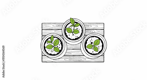 Three small green seedlings in pots on a wooden board