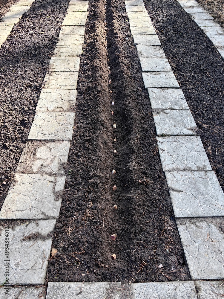 Fototapeta premium Planting garlic in a garden bed in autumn, dug up soil in the garden, organic farming.