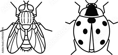 Black and white line drawing illustration of fly and ladybug insects, showcasing entomology details, biology education, insect anatomy, and scientific design for learning resources.