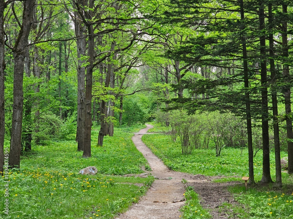 Obraz premium footpath in the forest