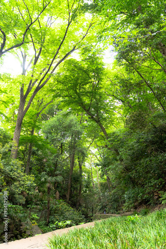 背高く伸びる竹林
