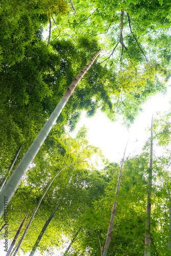 背高く伸びる竹林
