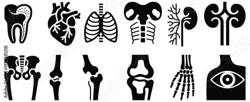 Anatomy glyph icon set, vector pictograms of human body organs including bone, skeleton, spine, eye, ear, nose, mouth, lips, hand, foot, stomach, kidneys and bladder, black silhouette medical symbols 