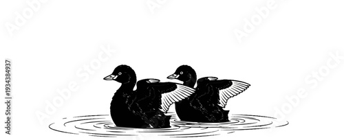 Two black ducks floating in rippling water, wings slightly raised